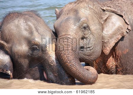 Elephant Relationship
