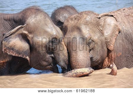 Elephant Relationship
