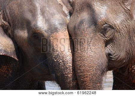 Elephant Relationship