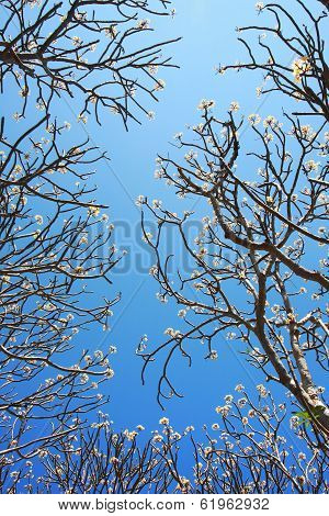 Plumeria Branch