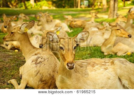 Brow-antlered Deers