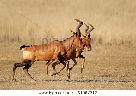 Red hartebeest (Alcelaphus buselaphus) running, Kalahari desert, South Africa