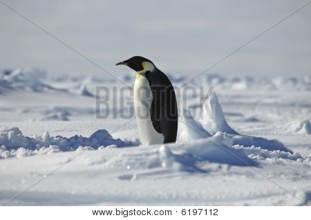 Pé do pingüim