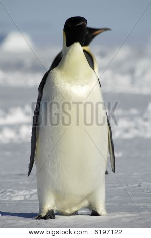 Pinguins de pé