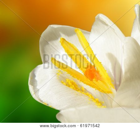White Crocus