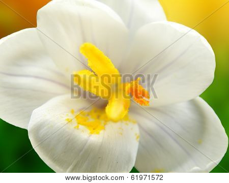 White Crocus