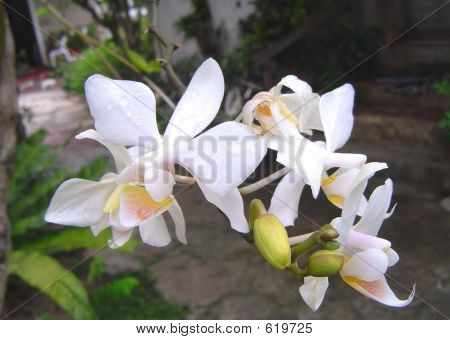 White Orchids