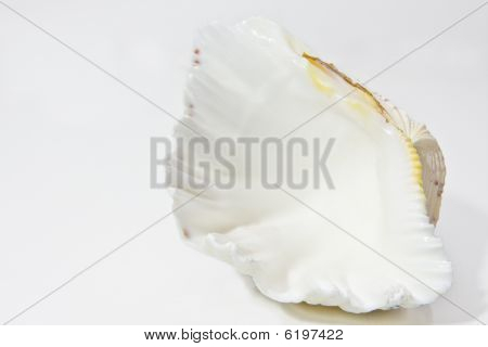 close up shell