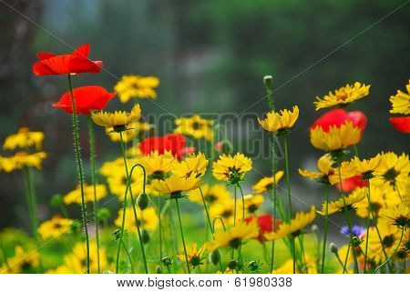 Red poppies and yellow coreopsis in a summer garden