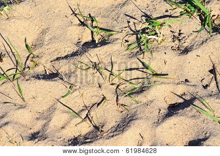 Sandy Soil And Grass