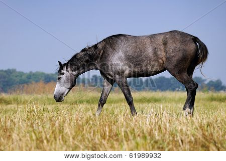 The horse on the field