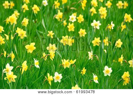 Background of white and yellow daffodils blooming in green grass