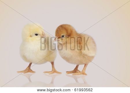Chicks During The Conversation