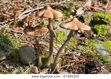 Spring Mushrooms In The Forest