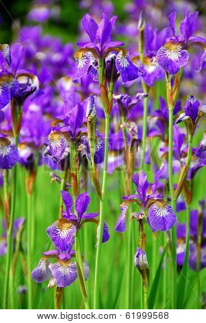 Beautiful purple irises blooming in spring time