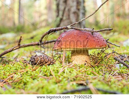 Boletus Under Fir Branch