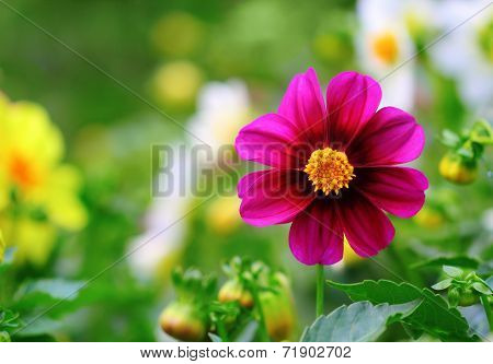Purple Dahlia