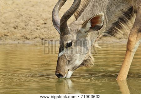 Kudu Antelope - African Wildlife Background - Golden Life of the Free