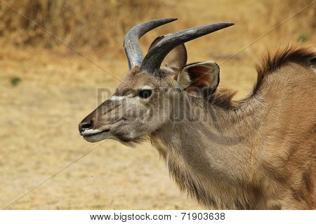 Kudu Antelope - African Wildlife Background - Horns of Curve