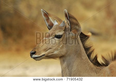 Kudu Antelope - African Wildlife Background - Golden Markings in Nature and Animal
