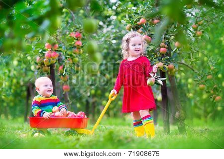 Kids Playing In Apple Garden