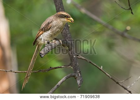 A Yellow-billed Shrike (corvinella Corvina) Eating A Millipede