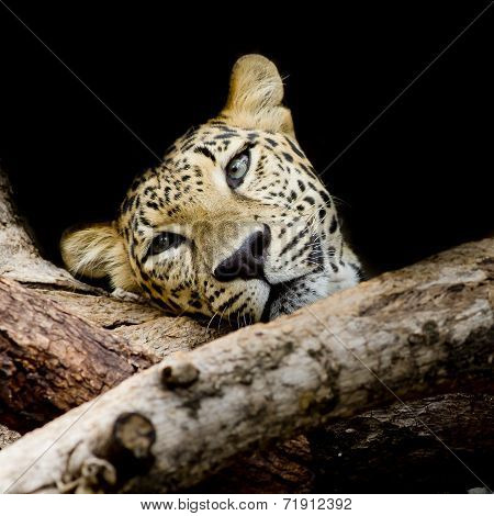 Close Up Sleepy Leopard Portrait