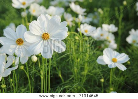 Cosmos Flowers