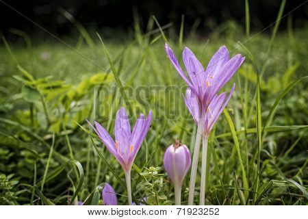 Autumn crocus flowers
