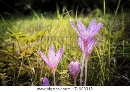 Autumn crocus flowers in a forest