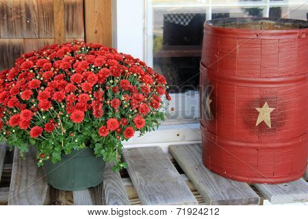 Americana bucket and hardy mums