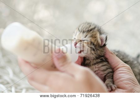 Feeding little tabby cat with milk replacer