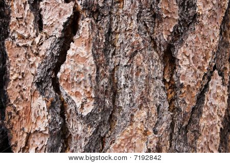 Treebark