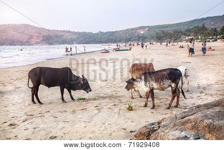 Cows On The Beach In India