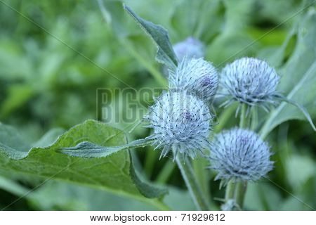 Flowers burdock