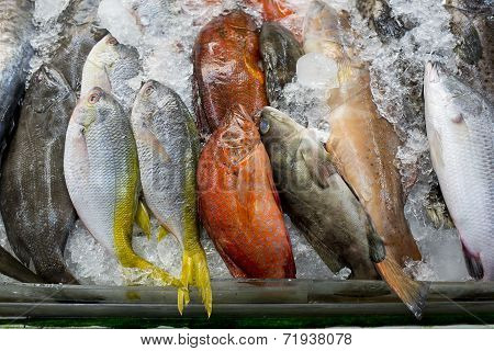 Variety Of Fresh Fish Seafood In Market Closeup Background