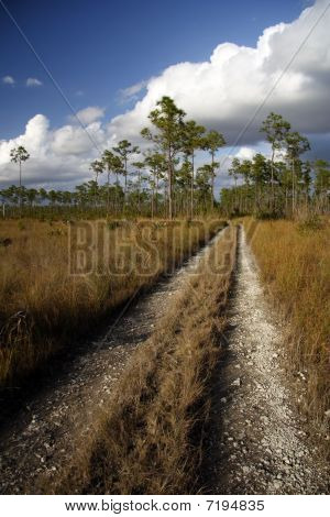 Vandring gennem Florida Everglades