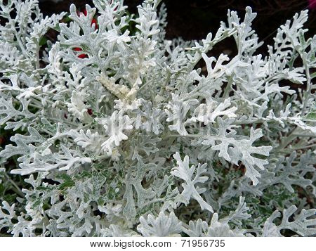 Silver frost