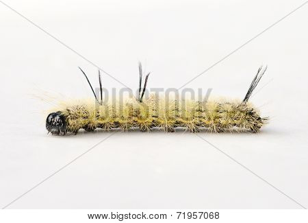 Caterpillar