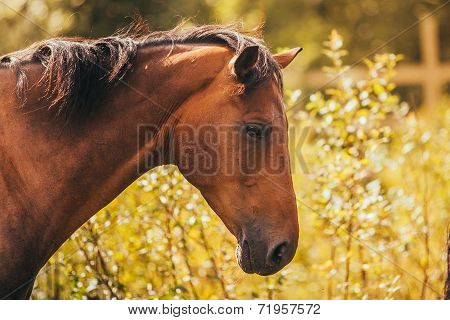 horse in the paddock, Outdoors