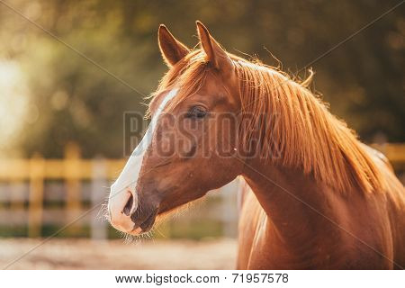 horse in the paddock, Outdoors