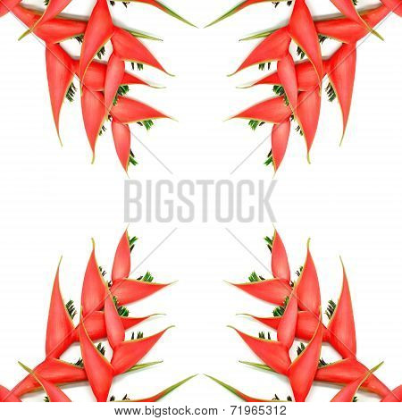 Heliconia Isolated