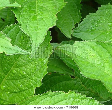 Leaves3