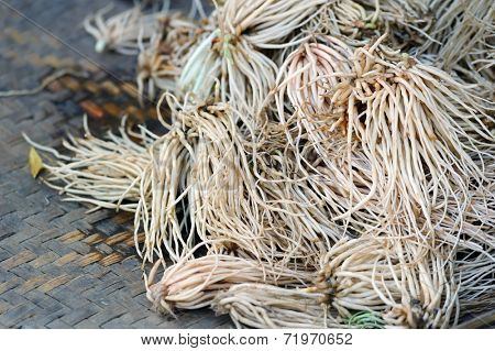 Weird and bizarre Asian vegetable from Burma on local street market  
