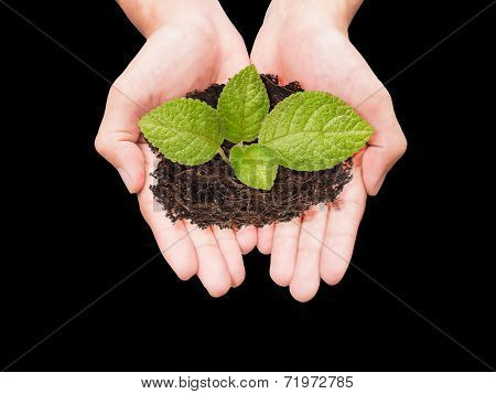Two Hands Holding Small Tree