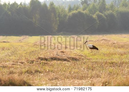Adult walking White Storks on field