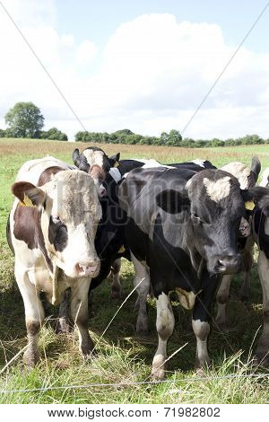 Cattle Coming Up Close To The Electric Fence