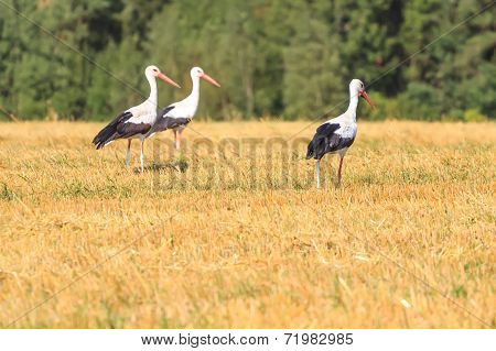 Tree walking White Storks on forest background