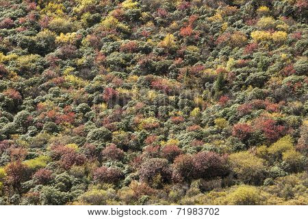 Fall Colors And Mountain Shrubs