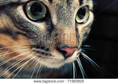 Grey cat's muzzle closeup